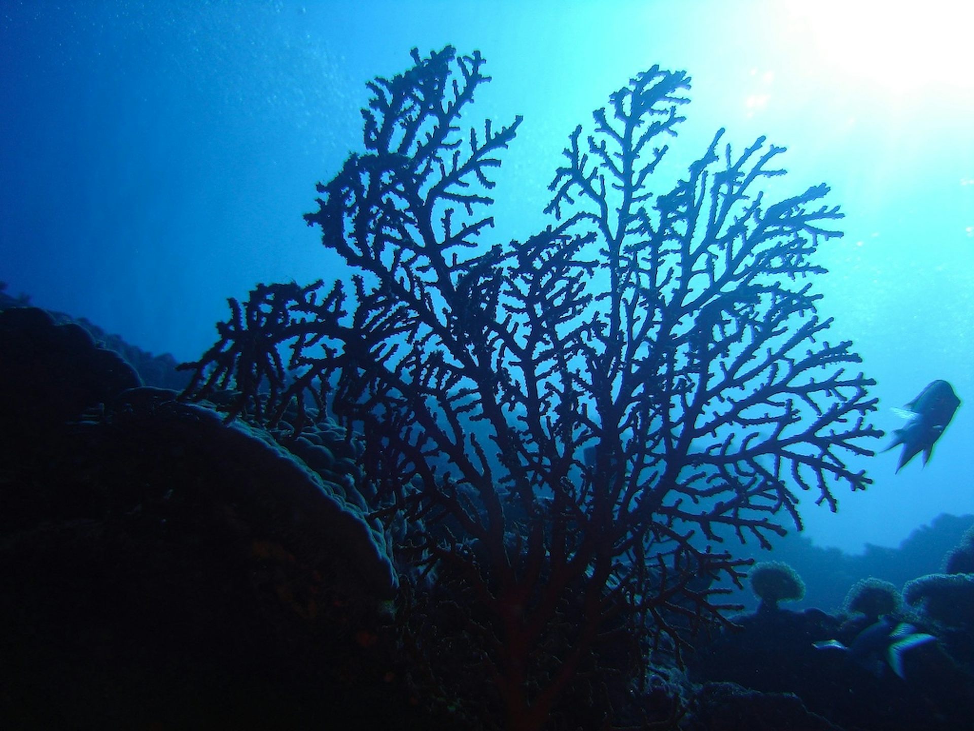 Coral rehab finding offers hope for Great Barrier Reef