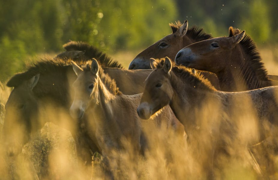 Le Mystere Des Chevaux Sauvages De Tchernobyl Le Mystere Des Chevaux Sauvages De Tchernobyl