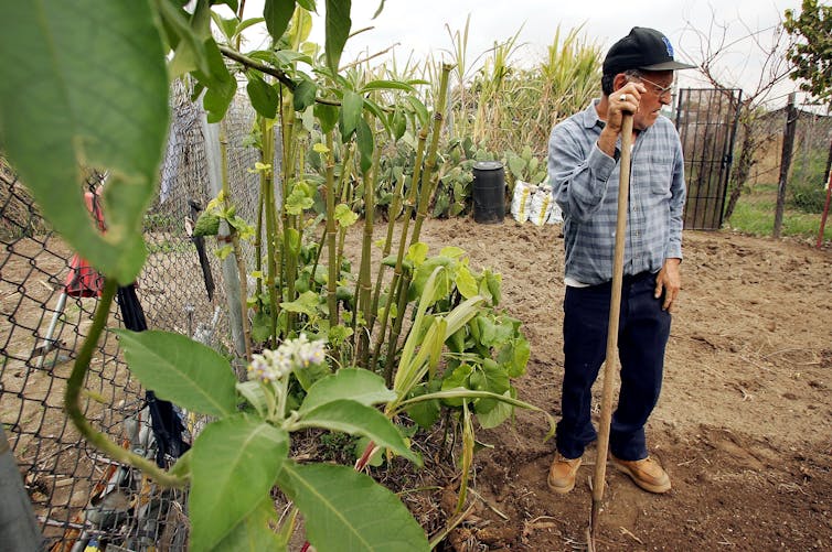 The impulse to garden in hard times has deep roots