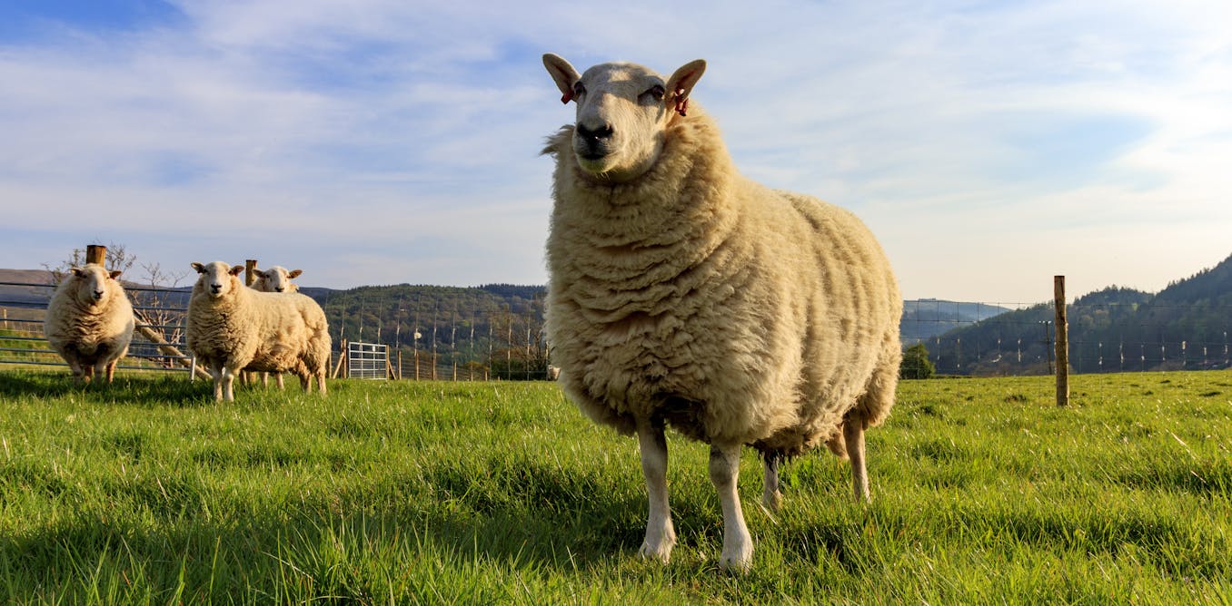 Climate change could wreck traditional sheep farming in Wales - The Conversation UK