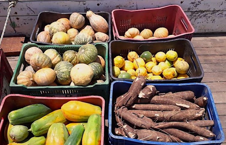 Activist farmers in Brazil feed the hungry and aid the sick as president downplays coronavirus crisis