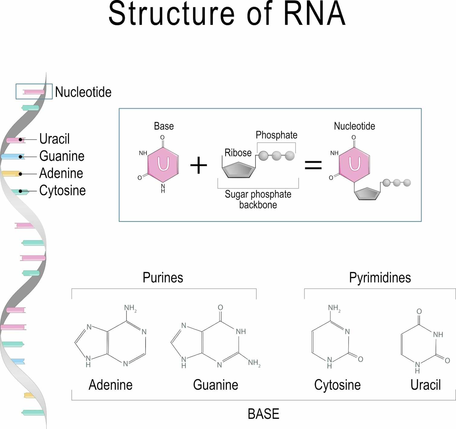 Рнк гуанин цитозин. Состав РНК аденин. RNA structure. Цитозин и рибоза. Рибоза в РНК.