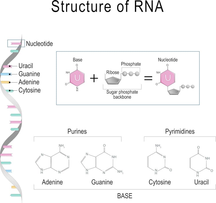 Remdesivir explained – what makes this drug work against viruses?