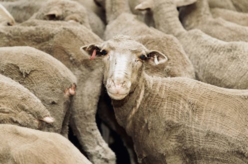 New findings show Australian sheep face dangerous heat stress on export ships
