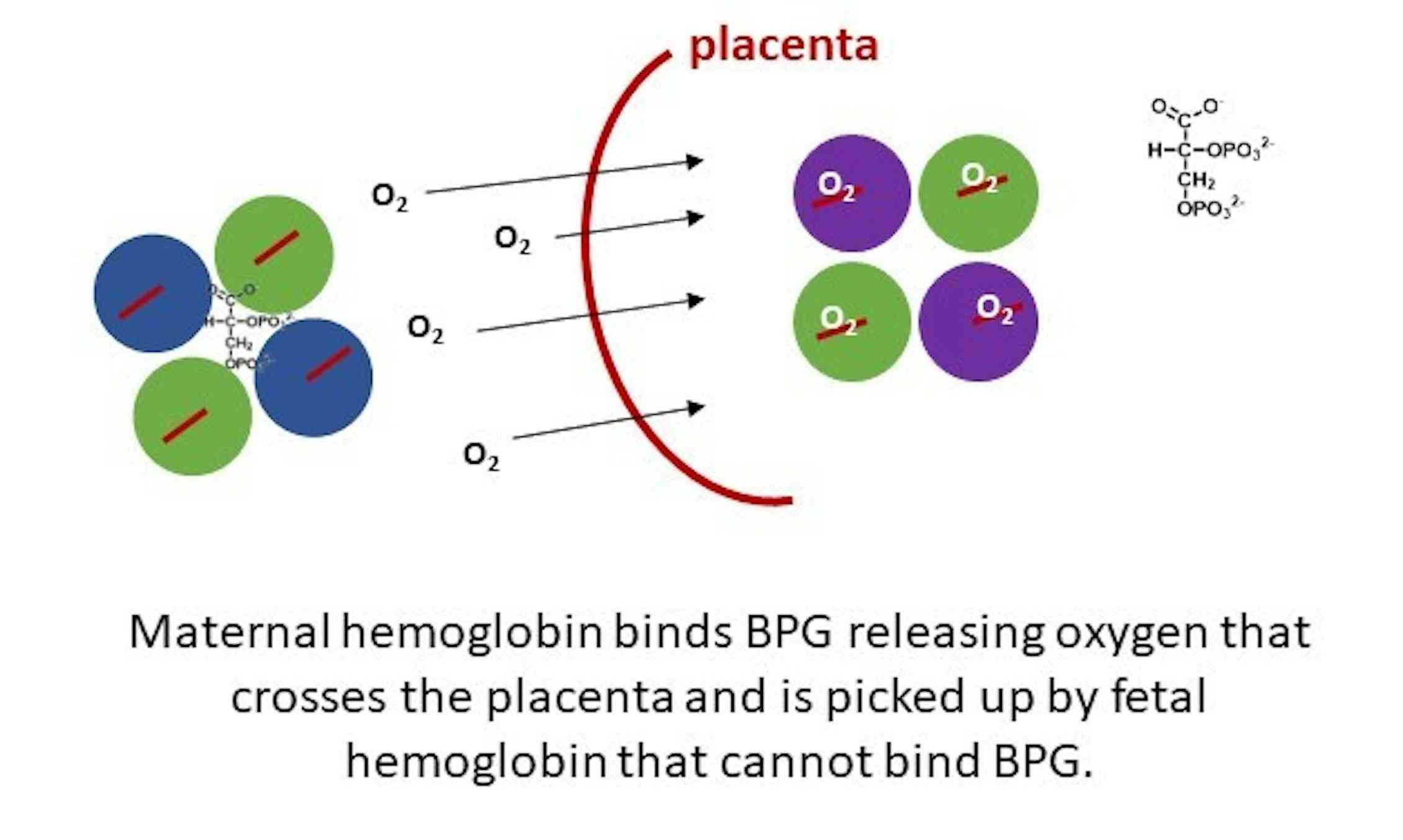 Does Fatal Hemoglobin Effect Baby Development Of Thelassemia?