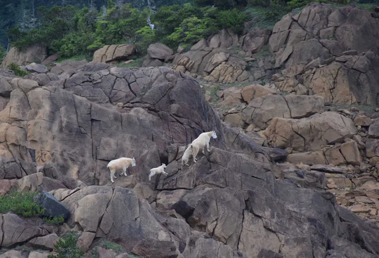 A mountain goat nanny, two kids and a subadult climb up a mountainside.
