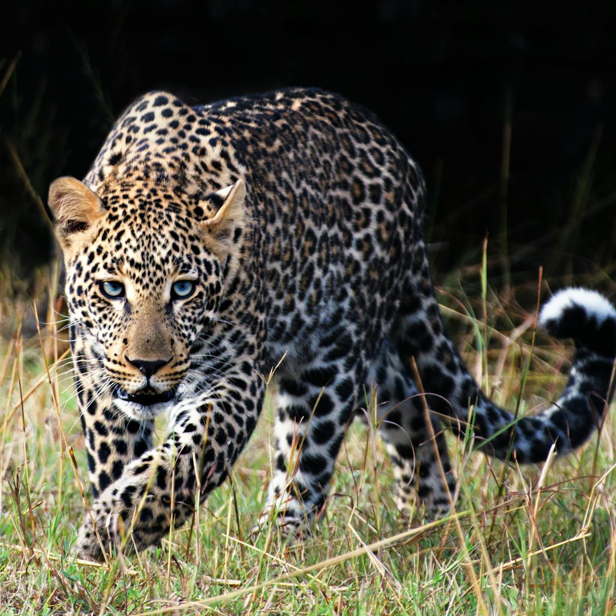 Exploitation changes leopard behaviour with long-term genetic costs