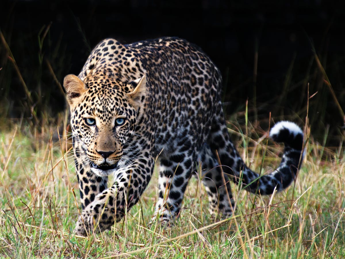 Exploitation changes leopard behaviour with long-term genetic costs