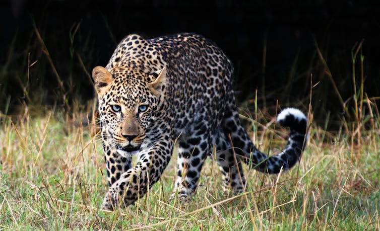 Growing evidence suggests that most leopard populations across southern Africa are threatened by exploitation. GettyImages Growing evidence suggests that most leopard populations across southern Africa are threatened by exploitation. GettyImages