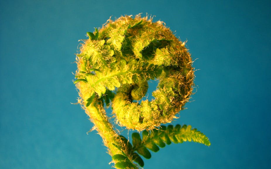 La Merveilleuse Presence Des Mathematiques Dans La Nature