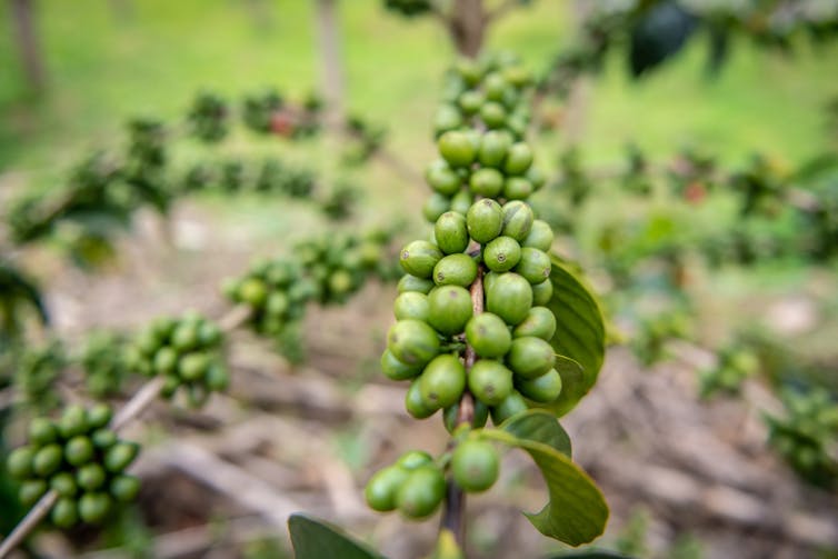Rwanda's coffee harvest will go forward despite pandemic – at a safe distance