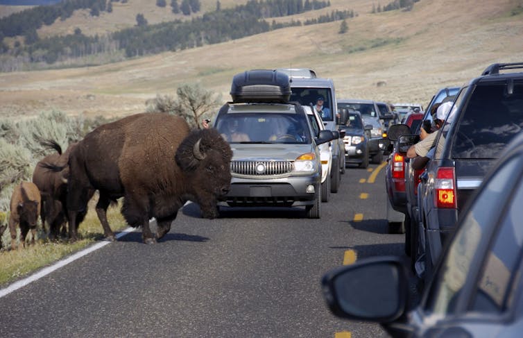 Buffalo crossing road, photo