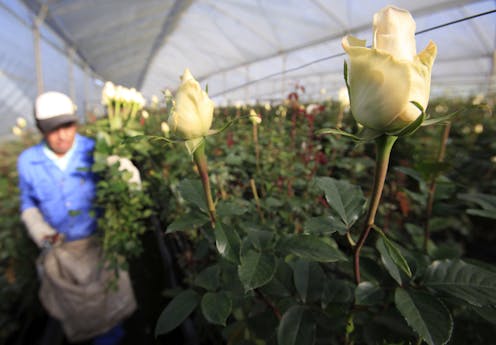 The flowers you buy your mom for Mother's Day may be tied to the US war on drugs