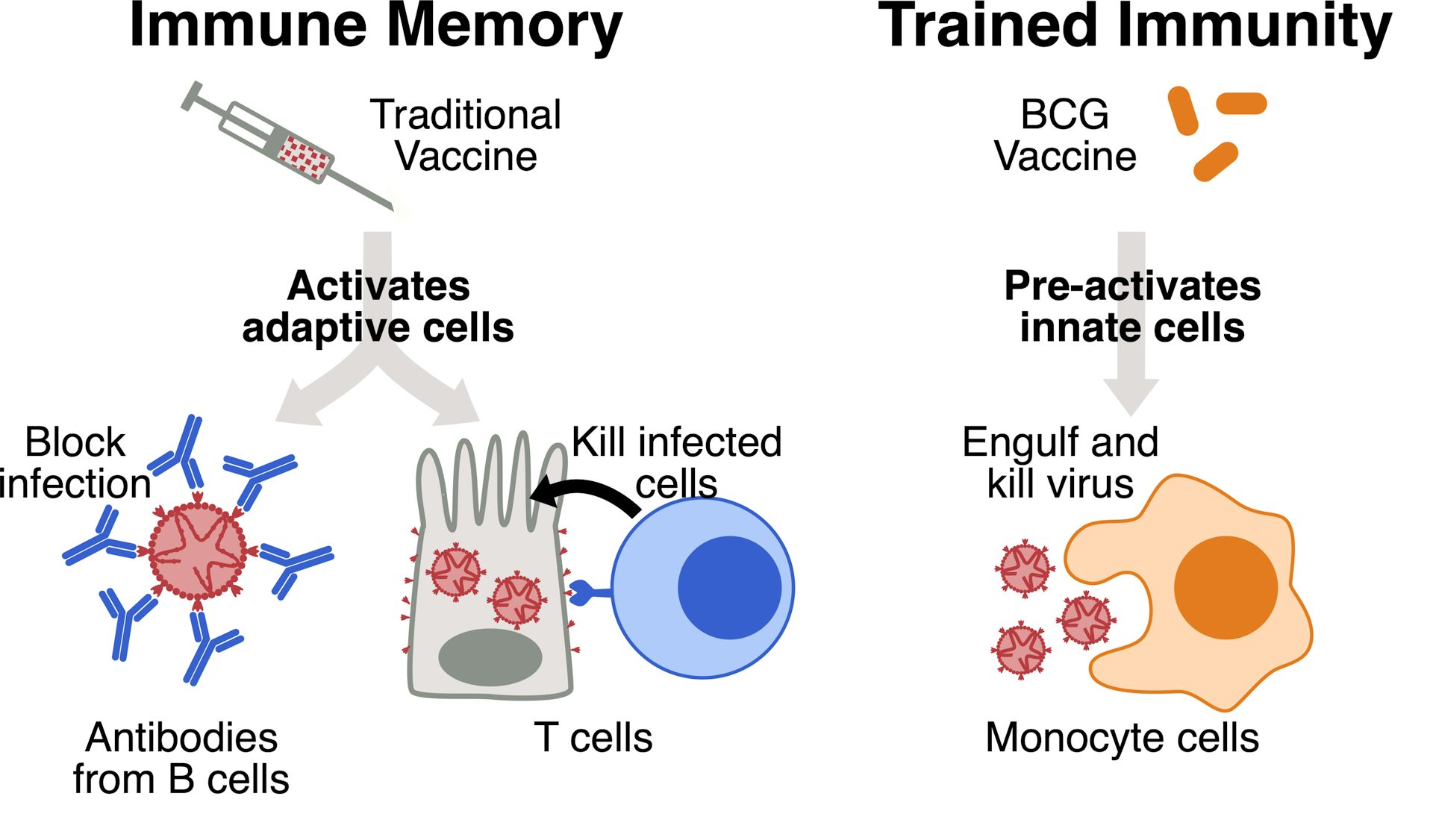 Could BCG A 100 Year Old Vaccine For Tuberculosis Protect Against   File 20200507 49550 1tsca3 