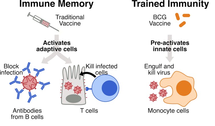 Could BCG, a 100-year-old vaccine for tuberculosis, protect against coronavirus?