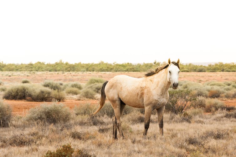 National parks are for native wildlife, not feral horses: federal court