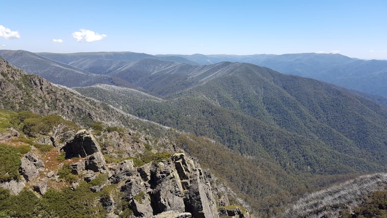 National parks are for native wildlife, not feral horses: federal court