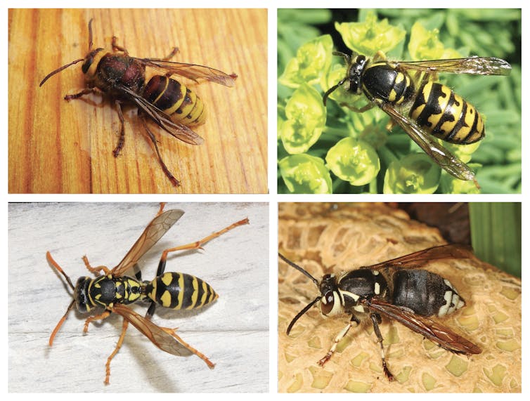 What are Asian giant hornets, and are they really dangerous? 5 questions answered