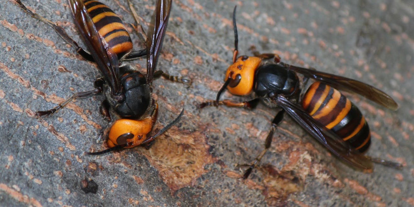 What Are Asian Giant Hornets And Are They Really That Dangerous 5 Questions Answered