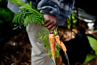 How Planting A Garden Can Boost Bees Local Food And Resilience