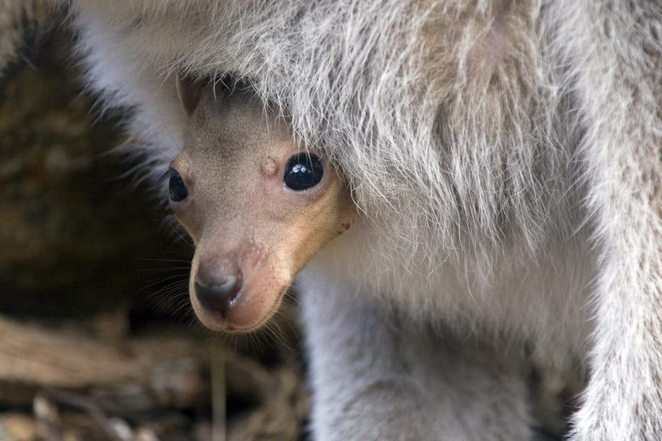 Doctor's pouch: Australian mammals hold the key to fighting superbugs