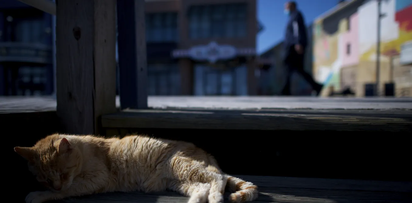 Everyday Ethics Is It Ok To Feed Stray Cats During The Coronavirus Crisis
