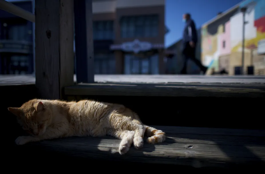 Everyday Ethics Is It Ok To Feed Stray Cats During The Coronavirus Crisis