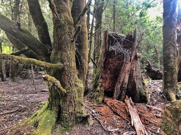 This rainforest was once a grassland savanna maintained by Aboriginal people – until colonisation