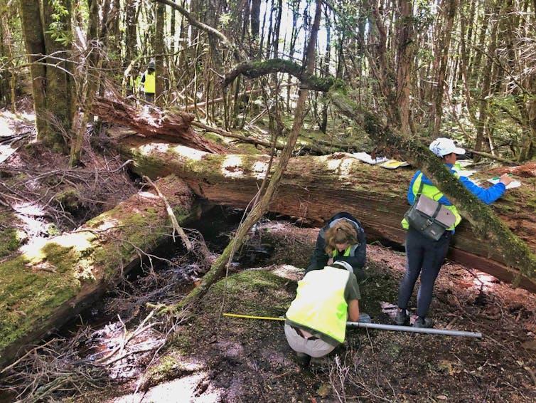 This rainforest was once a grassland savanna maintained by Aboriginal people – until colonisation