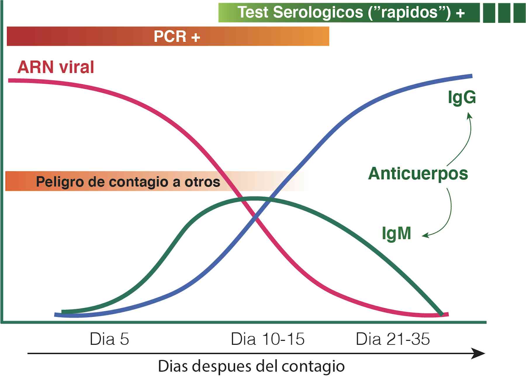 PCR o test rápido cuándo, cómo y por qué