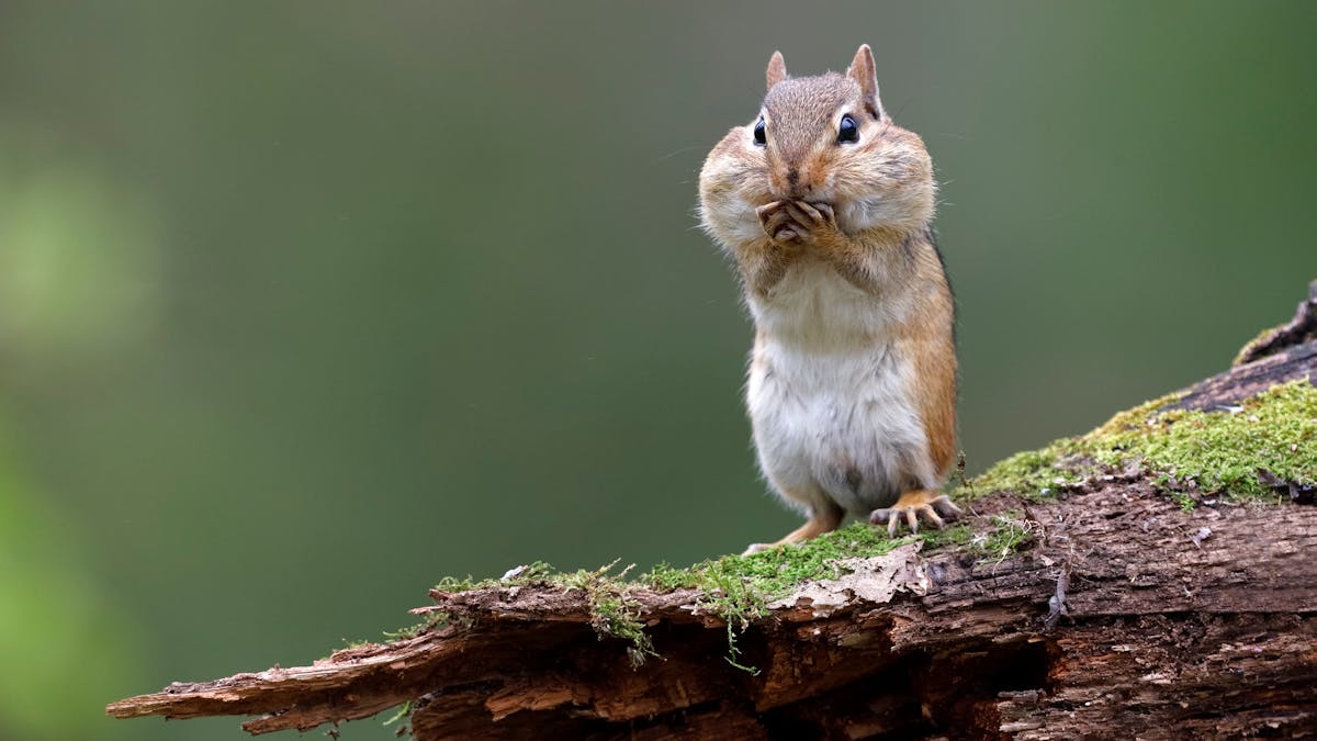 chipmunk