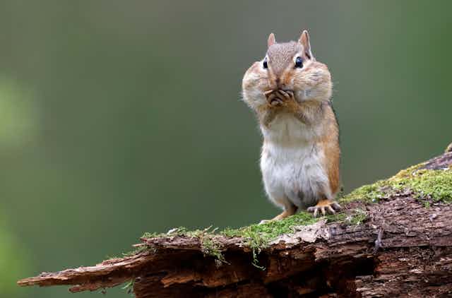 Curious Kids: Why do chipmunks live on the ground but squirrels live in  trees?