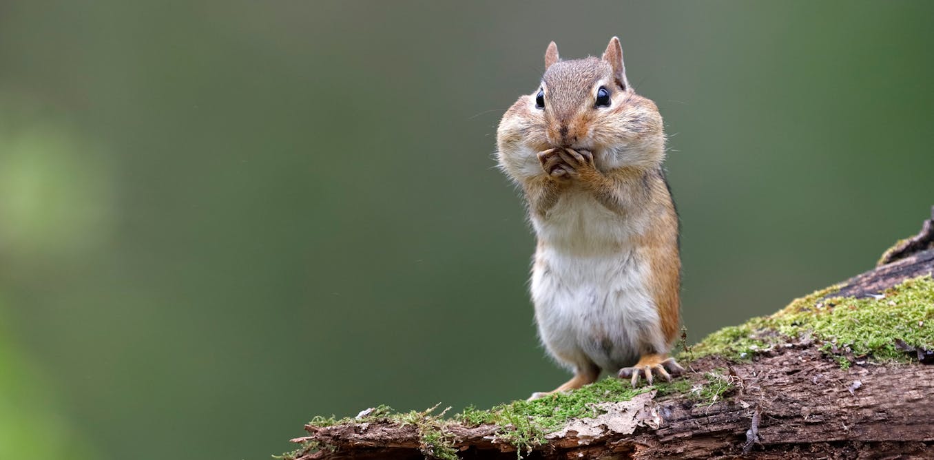 Chipmunk vs squirrel