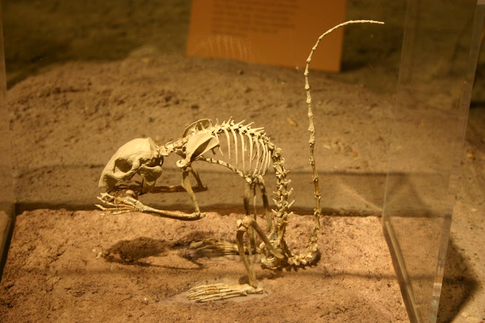 Curious Kids: Why do chipmunks live on the ground but squirrels live in ...