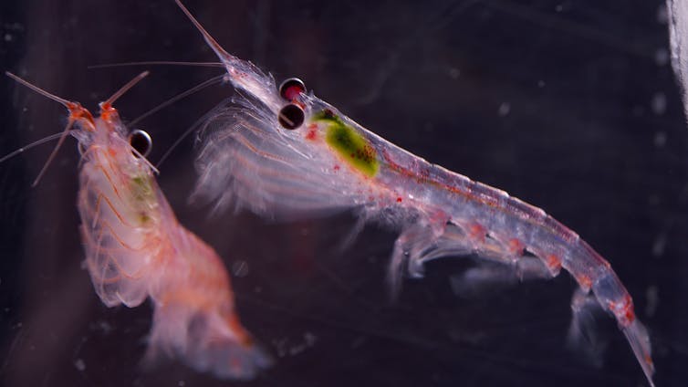 Climate change threatens Antarctic krill and the sea life that depends on it