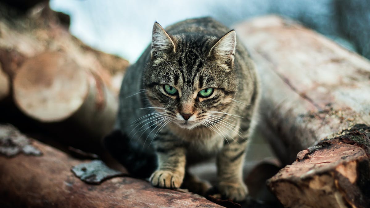 One cat, one year, 110 native animals: lock up your pet, it's a killing  machine