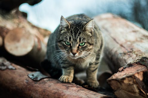 One Cat One Year 110 Native Animals Lock Up Your Pet It S A