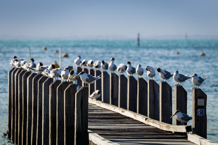 lock up your pet, it's a killing machine