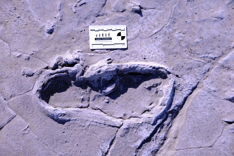Prehistoric human footprints reveal a rare snapshot of ancient human group behavior
