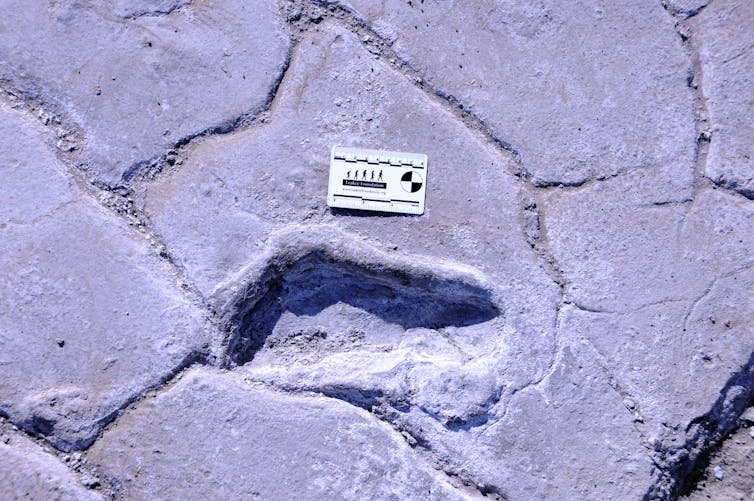 Prehistoric human footprints reveal a rare snapshot of ancient human group behavior