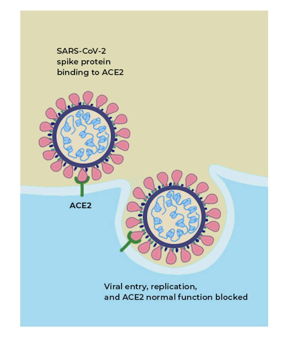 What is the ACE2 receptor, how is it connected to coronavirus and why might  it be key to treating COVID-19? The experts explain