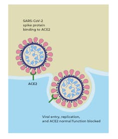 What is the ACE2 receptor, how is it connected to coronavirus and why might it be key to treating COVID-19? The experts explain