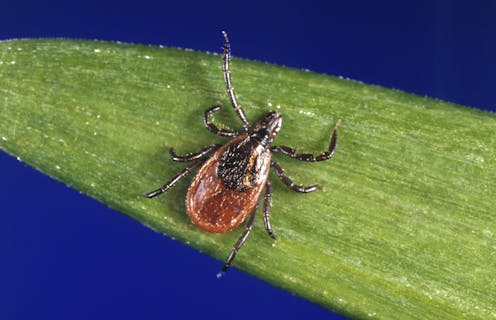 A Lyme disease vaccine doesn't exist, but a yearly antibody shot shows promise at preventing infection