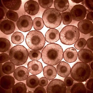 Chemists show life on Earth was not a fluke Chemists show life on Earth was not a fluke