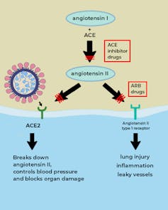 What is the ACE2 receptor, how is it connected to coronavirus and why might it be key to treating COVID-19? The experts explain