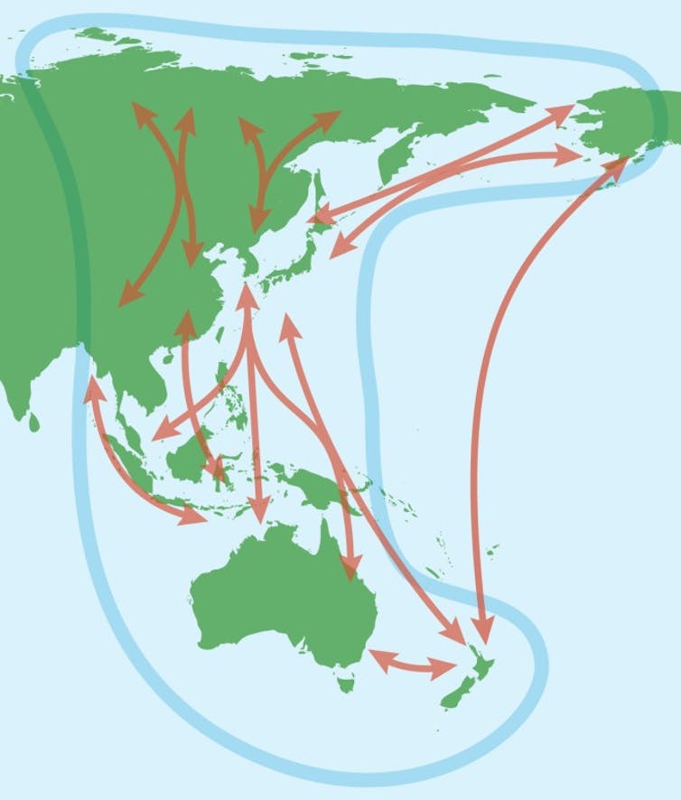 hunters kill migrating birds on their 10,000km journey to Australia