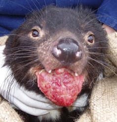 We developed tools to study cancer in Tasmanian devils. They could help fight disease in humans