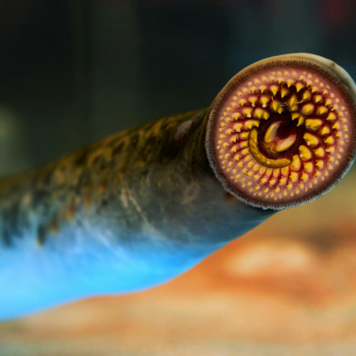 Vampire Fish Gorged On Great Lakes, What Are Lampreys