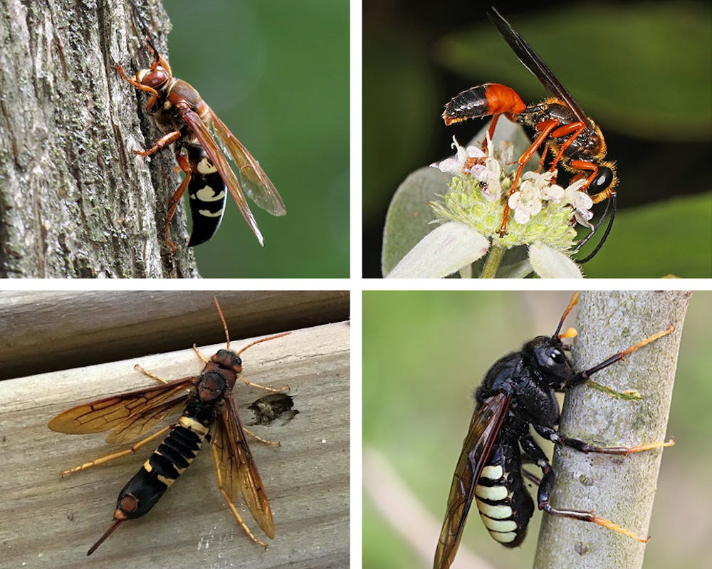 Cave ellison hole pigeon mountain georgia ellisons walker county crockford wildlife ga cressler alan tennessee management area gorham Our fear of giant hornets is oversized — and threatens native insects