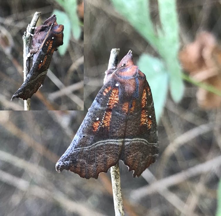 A herald moth resting near a farmland pond. | Richard Elton Walton | Author provided